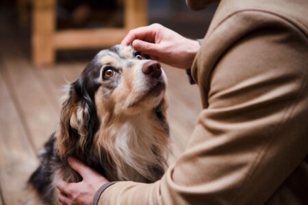 Un chien regardant son maître avec des yeux remplis de tendresse, recevant une caresse sur la tête dans un moment de complicité.