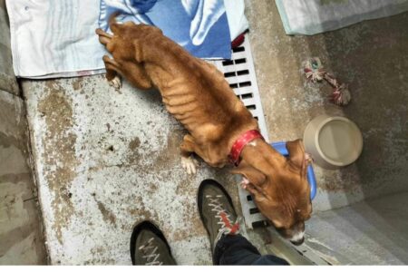maltraitance animale au creusot la SPA agit