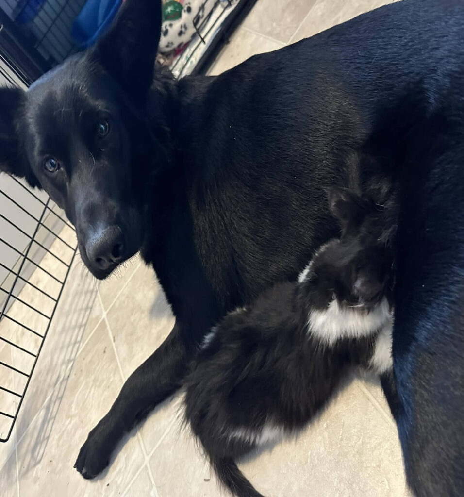 Chien noir allongé sur un tapis avec un arrière-plan légèrement flou