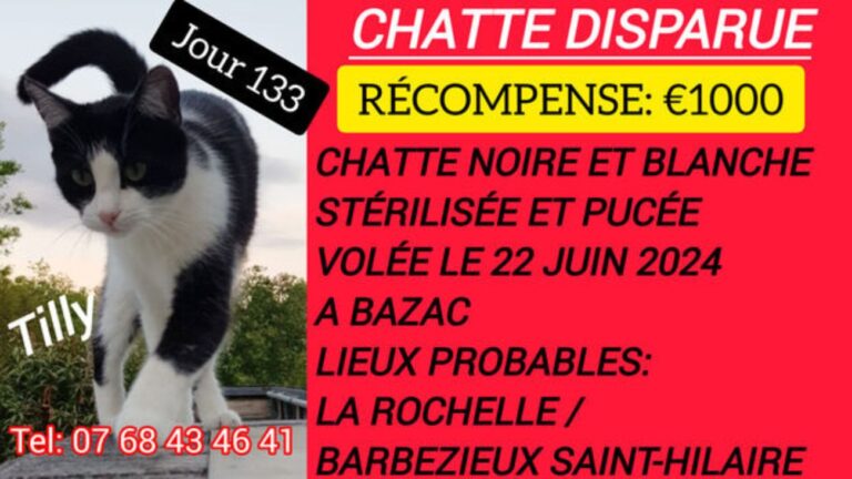 Affiche de recherche pour Tilly, chatte noire et blanche disparue à Bazac depuis le 22 juin 2024. Récompense de 1000 euros offerte.