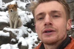 un chien errant sauve un randonneur