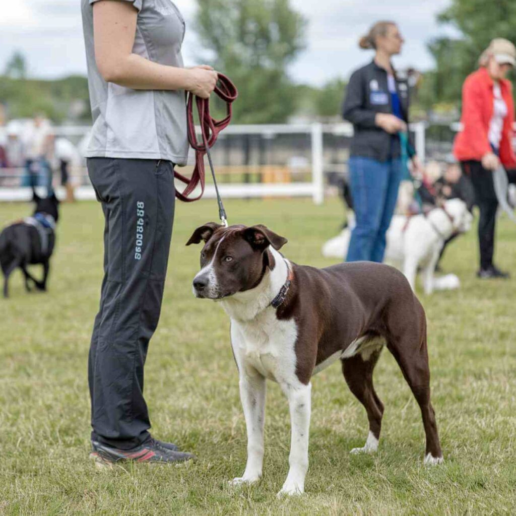 chien qui aboie sans raison