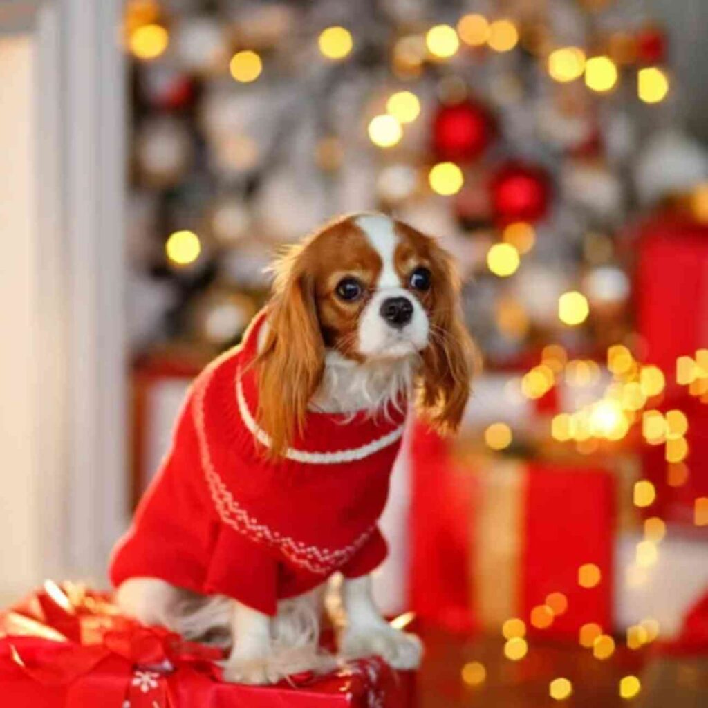 Chien portant un pull rouge de Noël, assis devant un sapin illuminé avec des décorations festives.