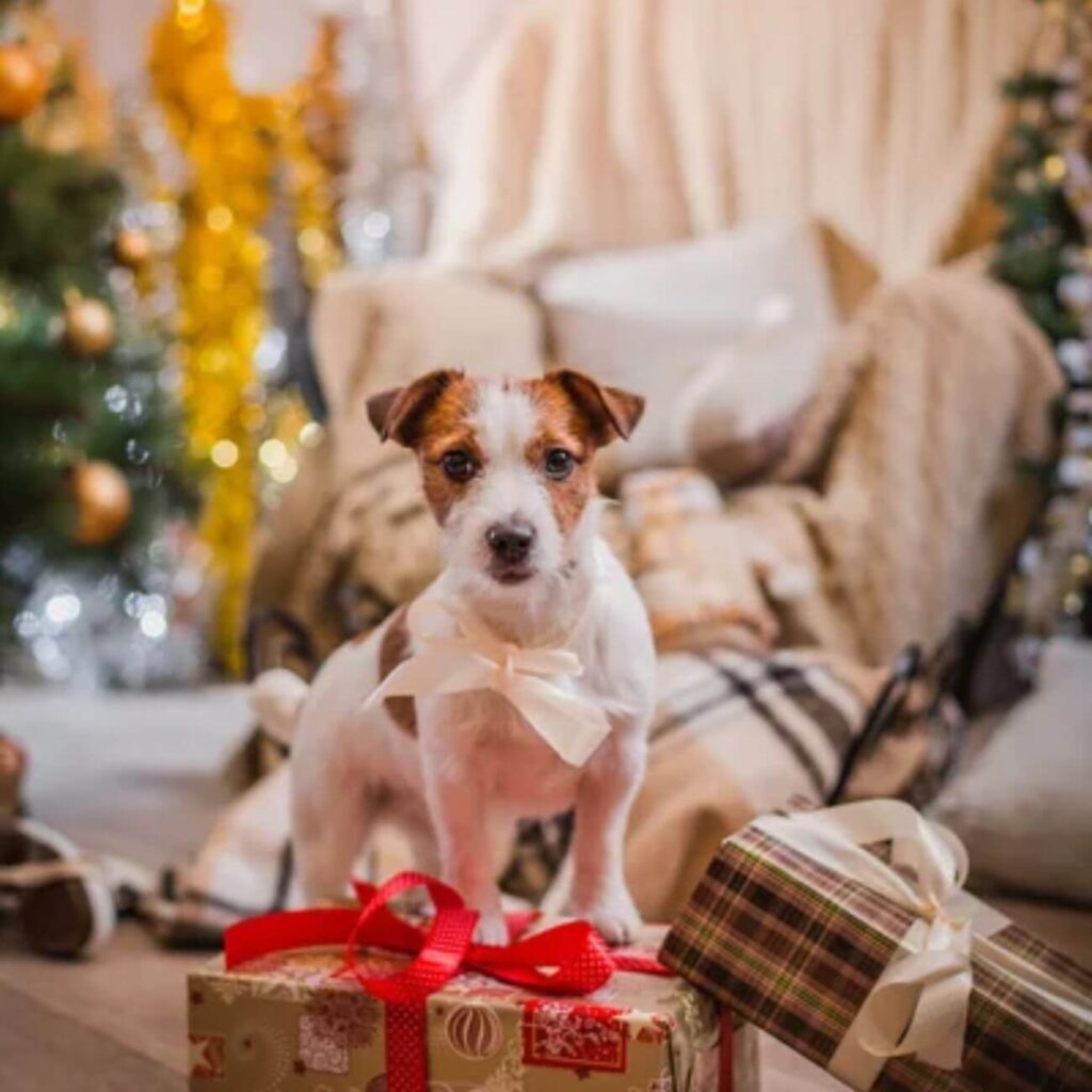 Chien assis sur un tapis, entouré de décorations et cadeaux de Noël, avec un sapin illuminé en arrière-plan