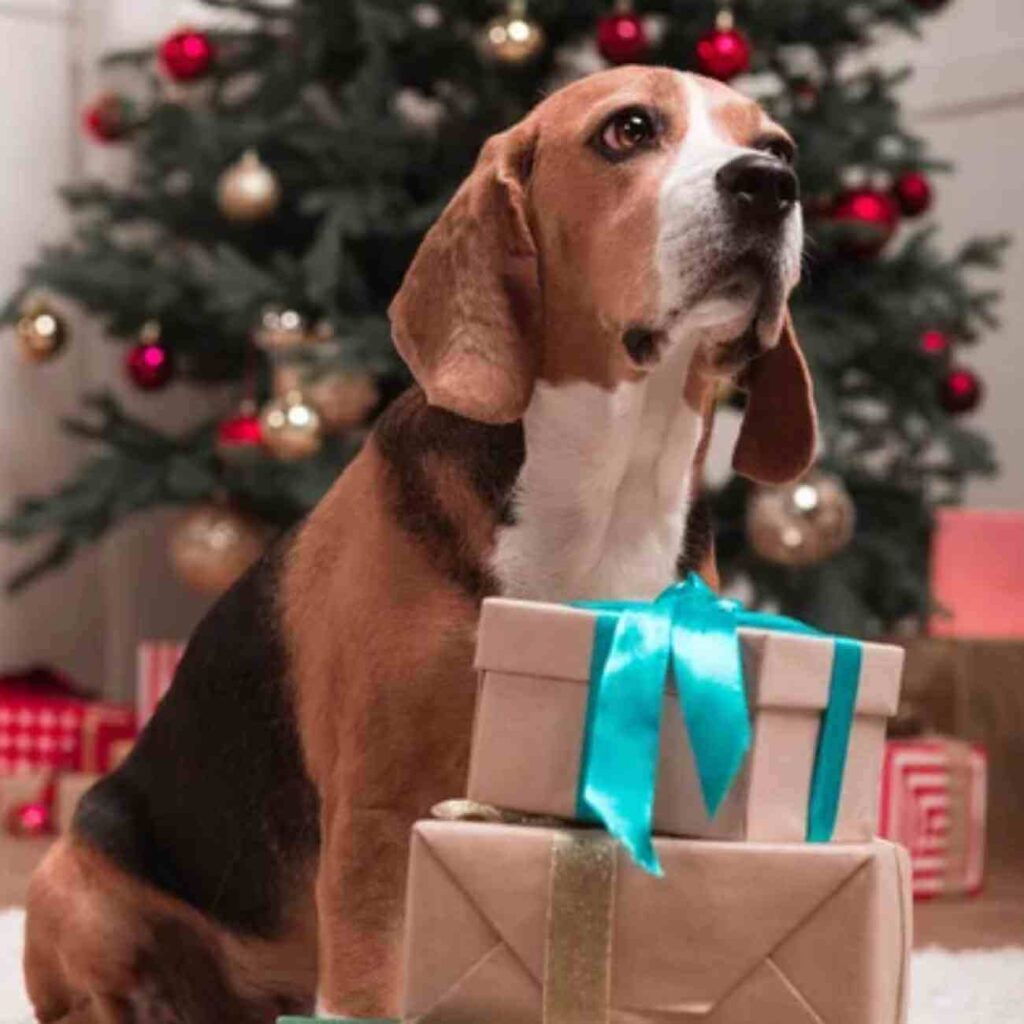 Chien tenant un cadeau dans sa gueule, assis devant un sapin de Noël décoré avec des lumières scintillantes