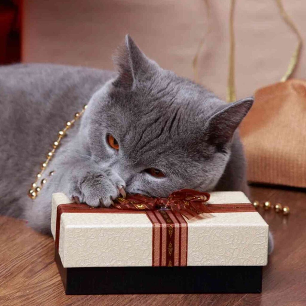 Chat gris reposant paisiblement sur une boîte cadeau, illustrant l’esprit des fêtes.