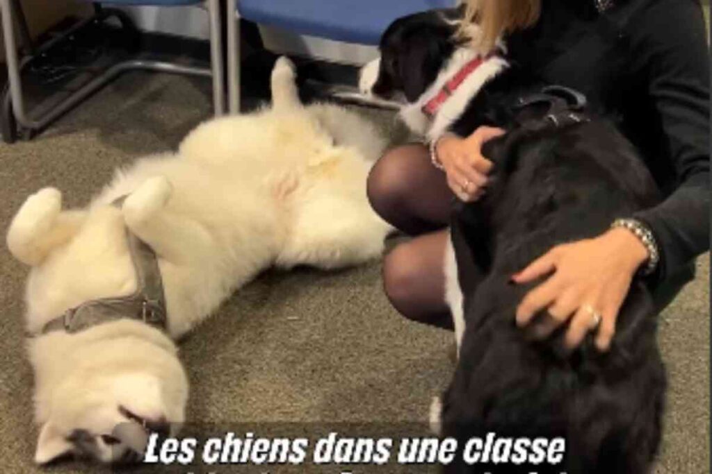 Deux chiens allongés dans une salle de classe entourés par des enfants, illustrant leur rôle dans le soutien des élèves en difficulté à l'école La Fourmi, à Lyon