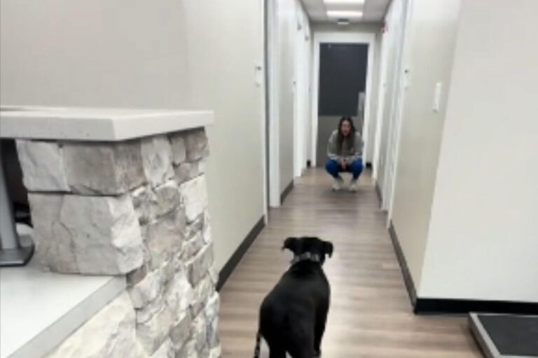 Un chien nommé Cricket dans une clinique vétérinaire, assis dans un couloir avec une attitude à la fois curieuse et anxieuse