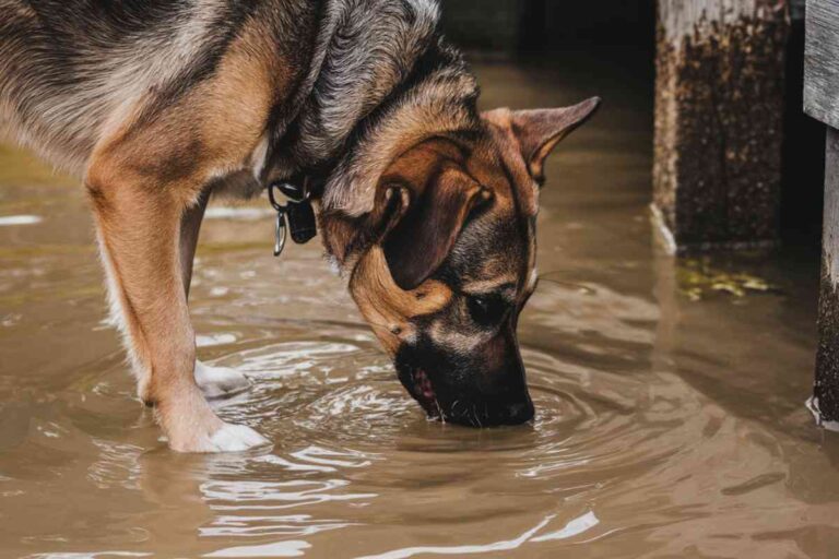 Un chien se baigne dans une flaque d'eau boueuse, symbolisant les risques de contamination pour les animaux domestiques liés à la pollution des eaux en Europe.