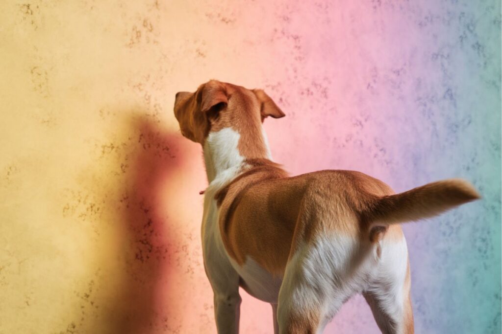 Chien debout fixant quelque chose sur un fond coloré rose et orange, posture intrigante.