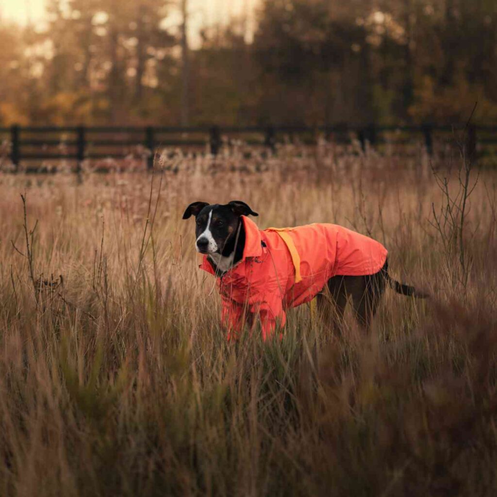 Chien courant dans un champ venteux pendant la tempête Dionisio