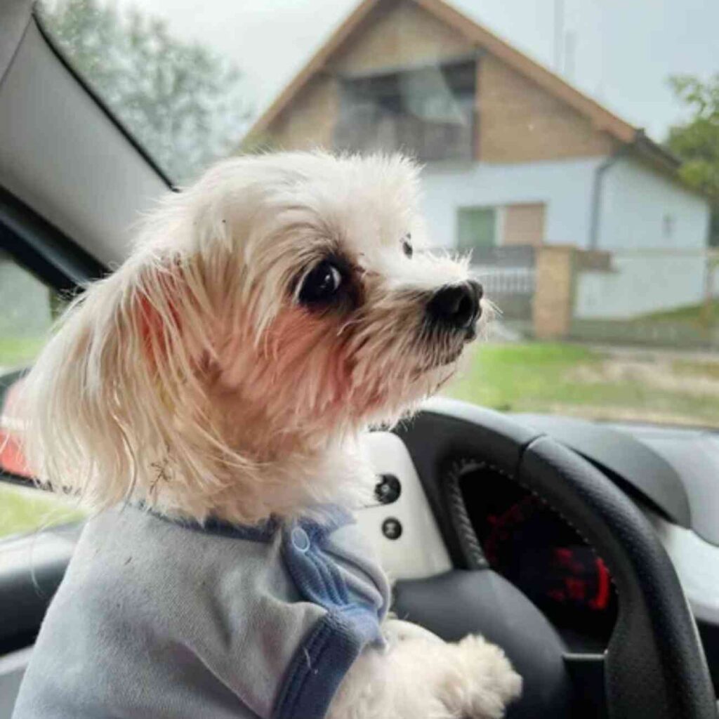 Un petit chien assis dans une voiture, regardant à travers la fenêtre par temps hivernal, illustrant la nécessité de protéger les animaux pendant les trajets en hiver.