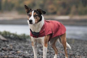 Un chien en manteau rouge se tient à l'extérieur par temps nuageux, illustrant la protection des animaux pendant les intempéries.
