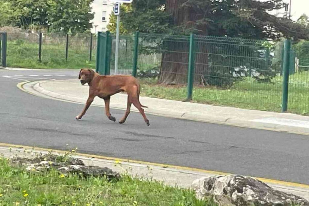 Toy, le Rhodesian Ridgeback, capturé après trois mois d'errance dans le Loir-et-Cher et l'Indre-et-Loire, en sécurité sur un terrain herbeux.