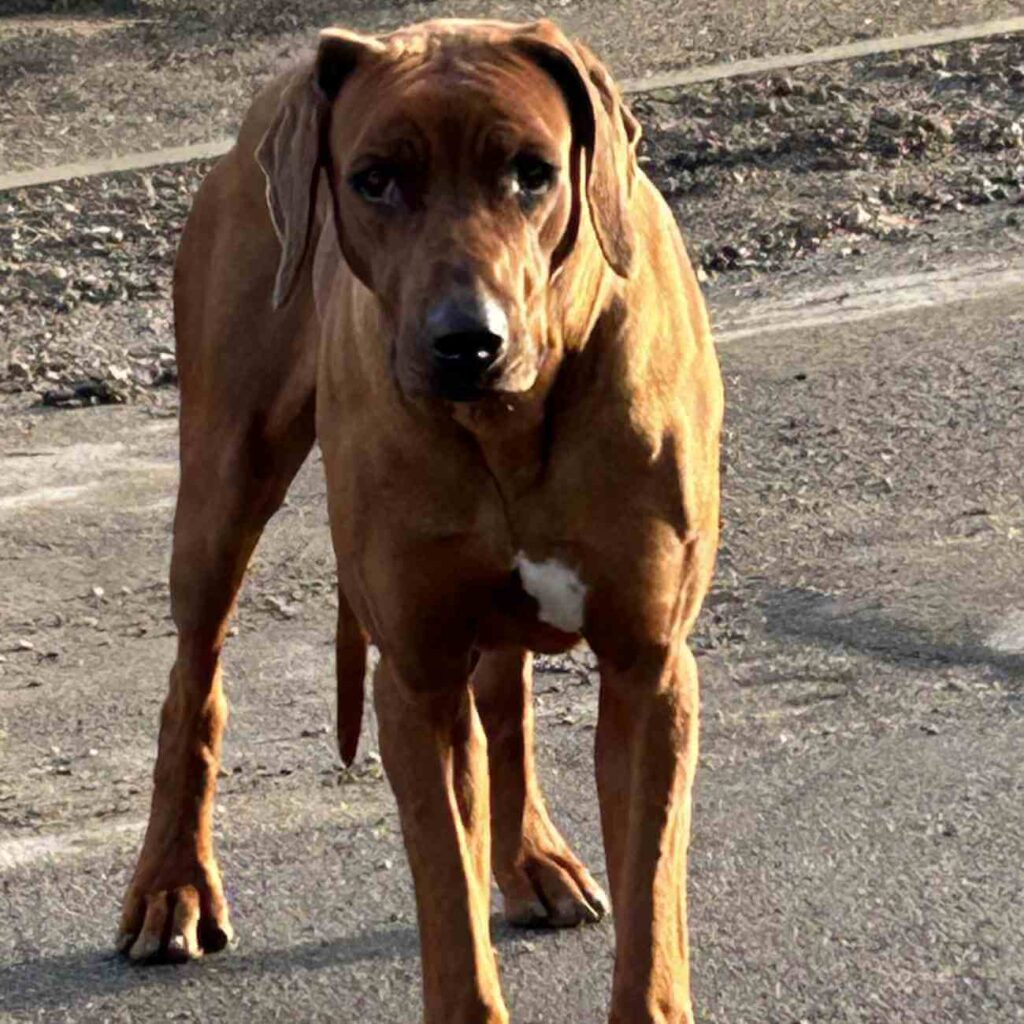 Toy, le chien Rhodesian Ridgeback, regardant l’objectif après avoir été capturé en toute sécurité, à la fin de trois mois d’errance.