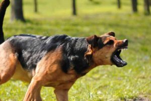 Les causes principales des aboiements chez le chien : pourquoi est-il essentiel de les comprendre ? causes aboiement chien