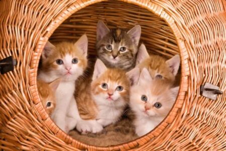 Trois chatons assis dans un panier en osier, symbolisant l'espoir et l'attente d'un foyer aiman