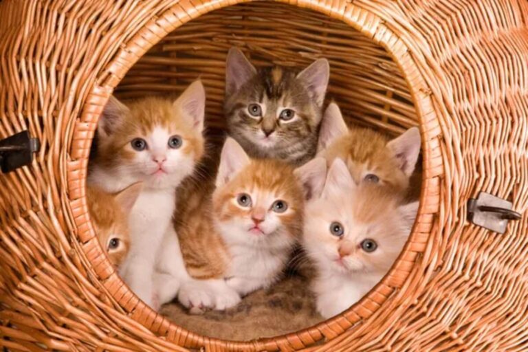 Trois chatons assis dans un panier en osier, symbolisant l'espoir et l'attente d'un foyer aiman