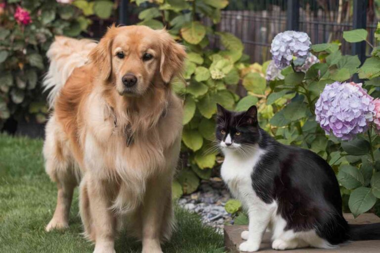 Chien et chat se reposant dans un jardin fleuri en plein jour, image d'animaux de compagnie dans un environnement naturel.
