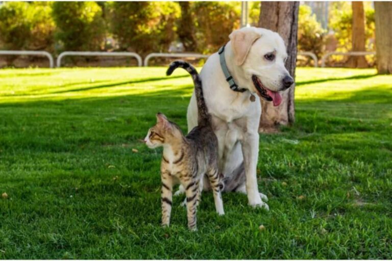 Un chien et un chat ensemble dans un espace vert, symbolisant l’harmonie et le bien-être des animaux de compagnie.