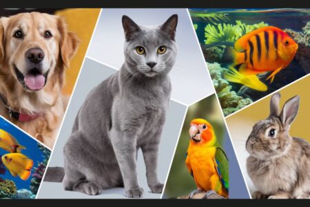 Mosaïque d'animaux de compagnie, comprenant un chien, un chat, un poisson, un perroquet et un lapin, illustrant les statistiques des 80 millions d'animaux en France.