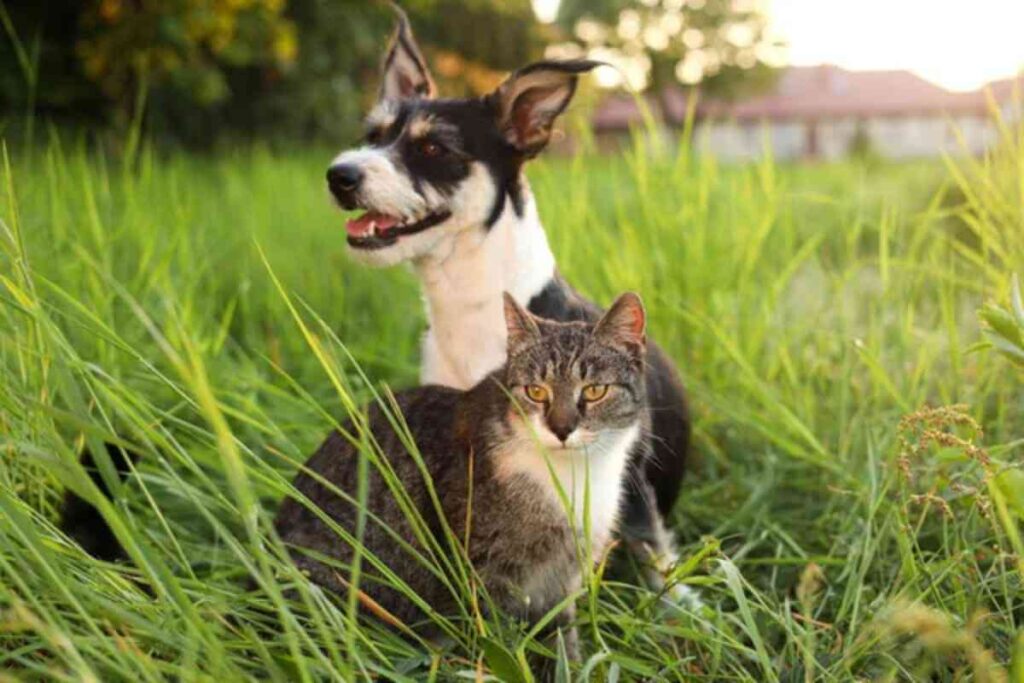 Un chien assis dans un jardin, regardant l’objectif avec des croquettes pour animaux évoquées dans un rappel massif en France en arrière-plan