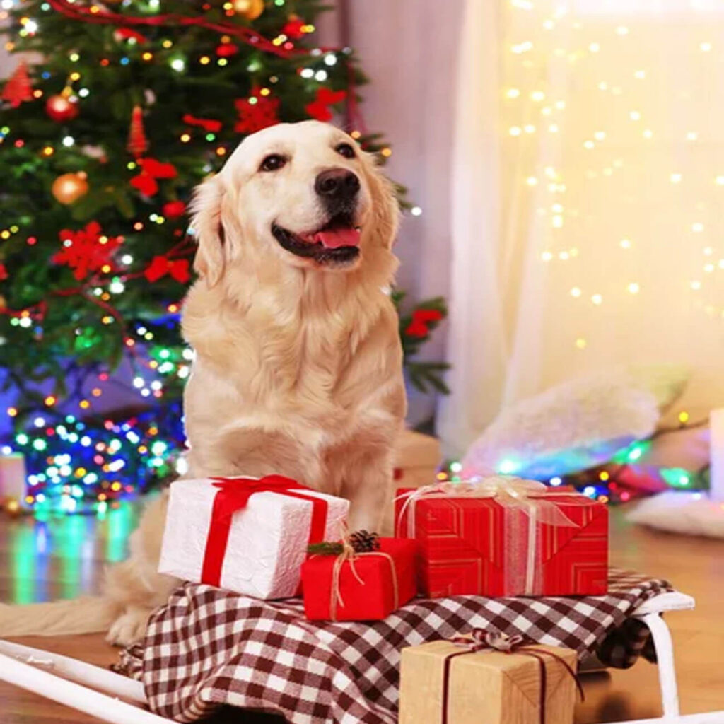 Un chien assis devant un sapin de Noël décoré, entouré de cadeaux et d'ornements festifs