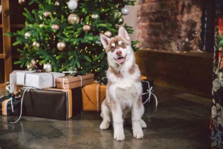 Un chien assis devant un sapin de Noël décoré, entouré de guirlandes et d'ornements festifs