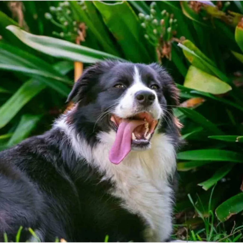 Aboiement territorial chien