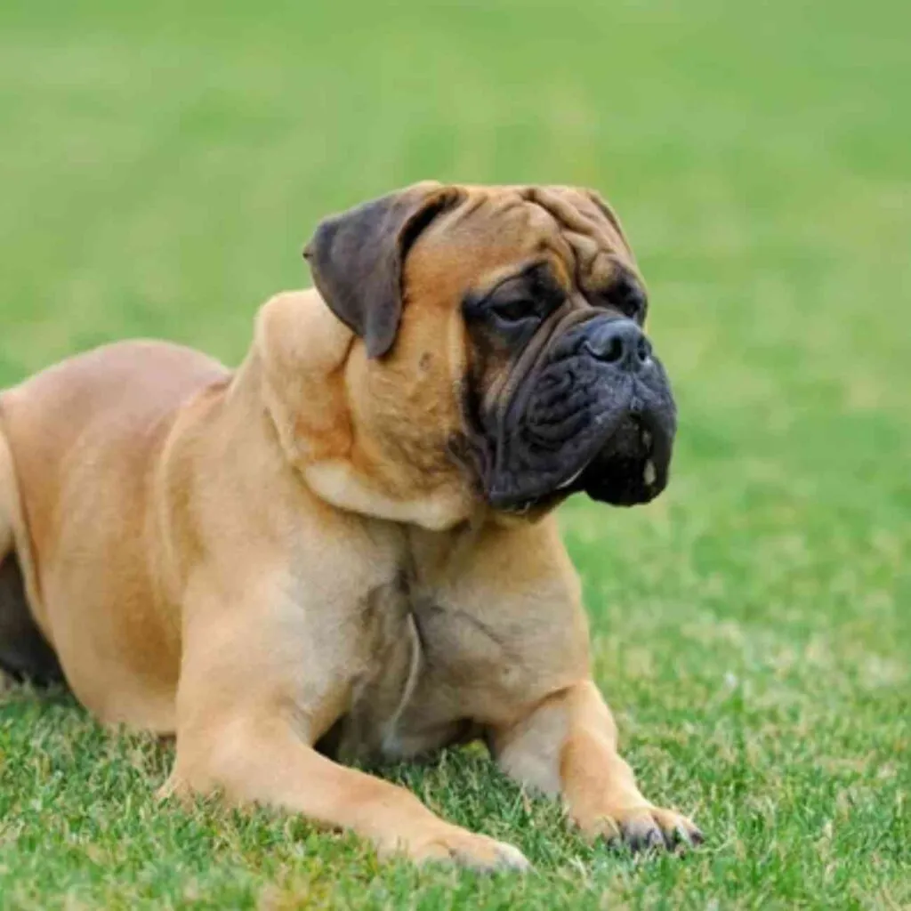 Aboiement territorial chien