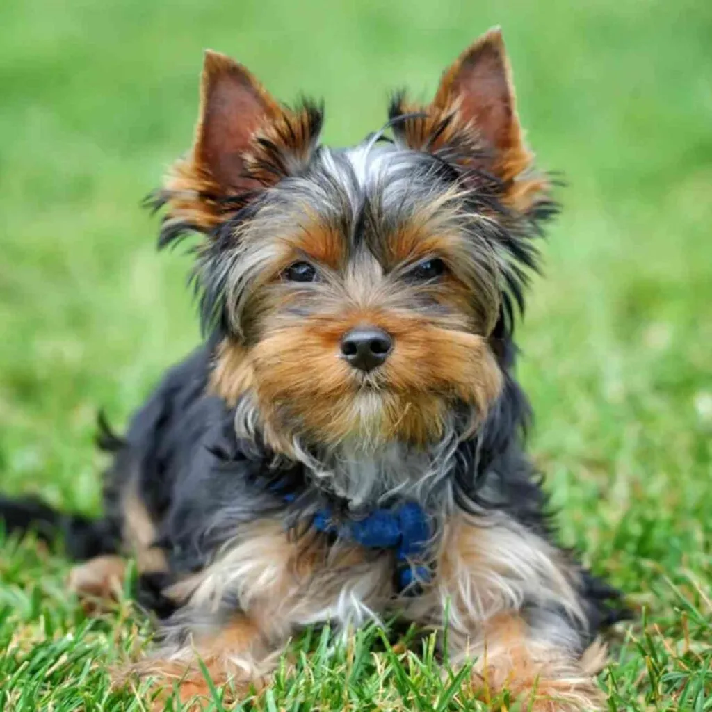 Aboiement territorial chien
