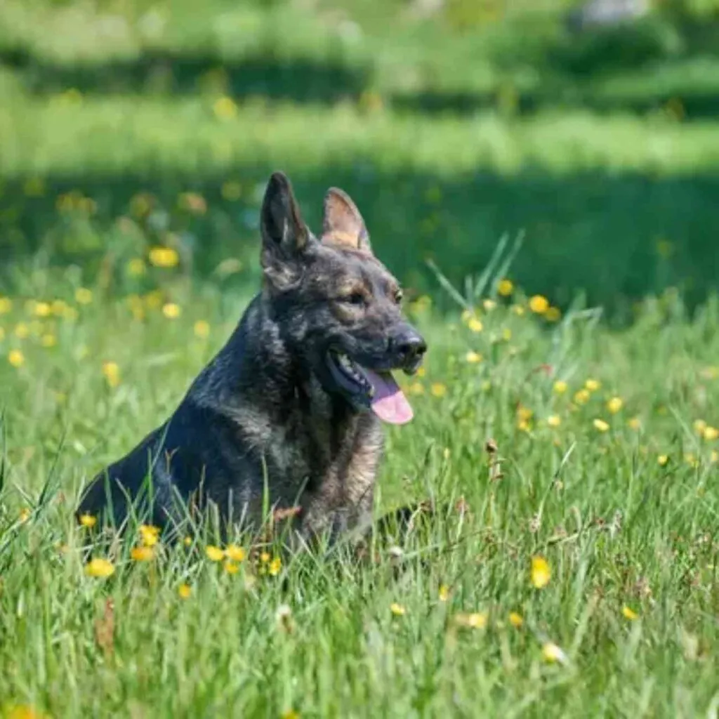 Aboiement territorial chien