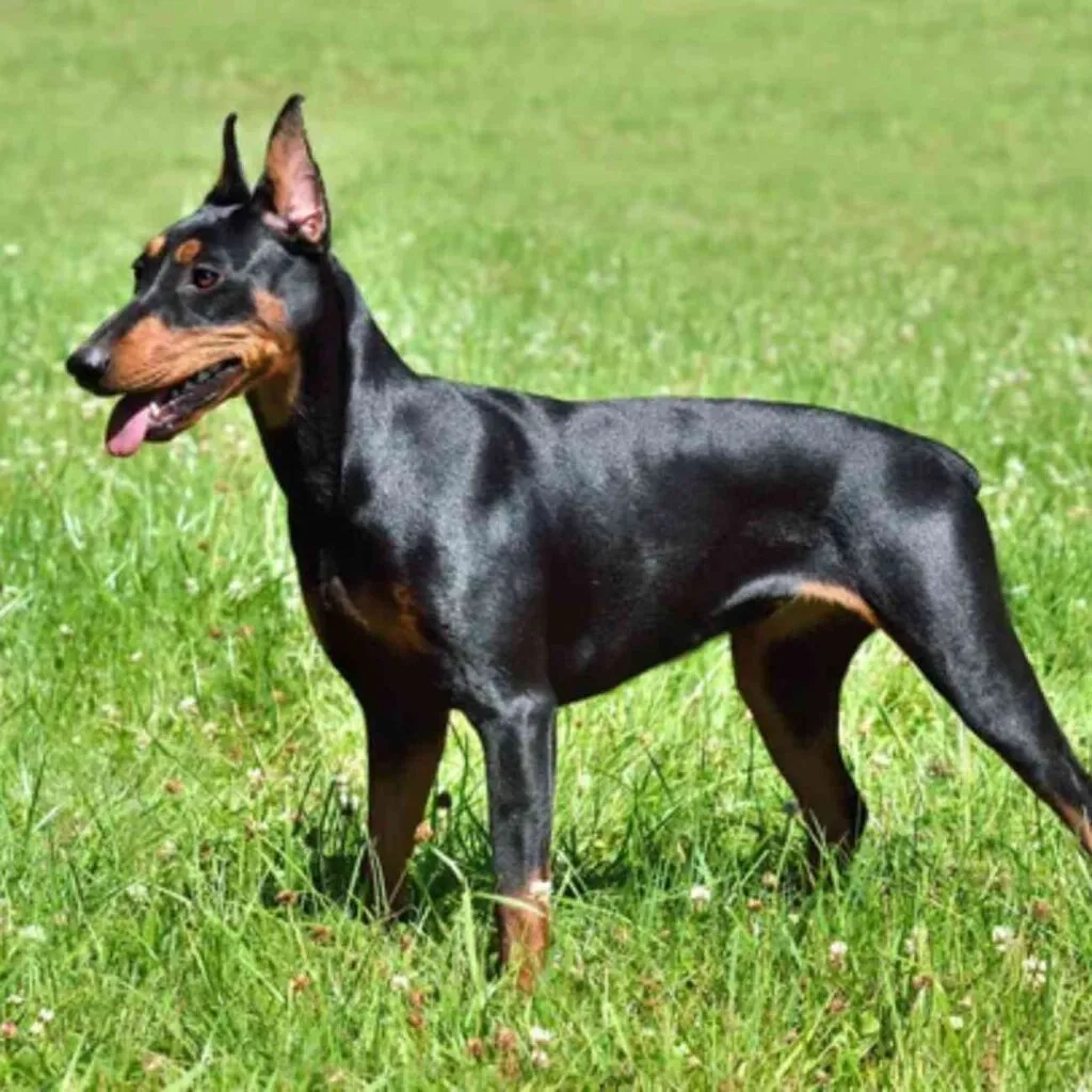 Aboiement territorial chien