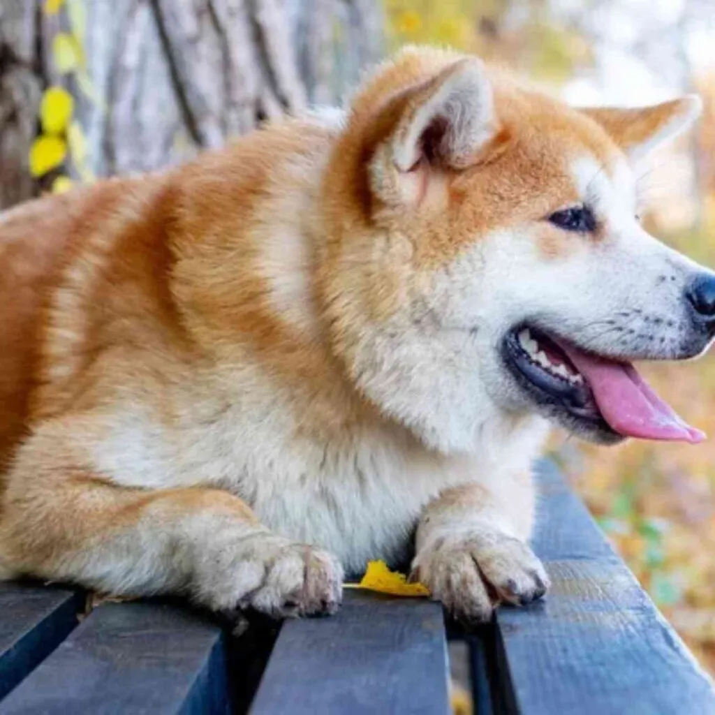 Aboiement territorial chien