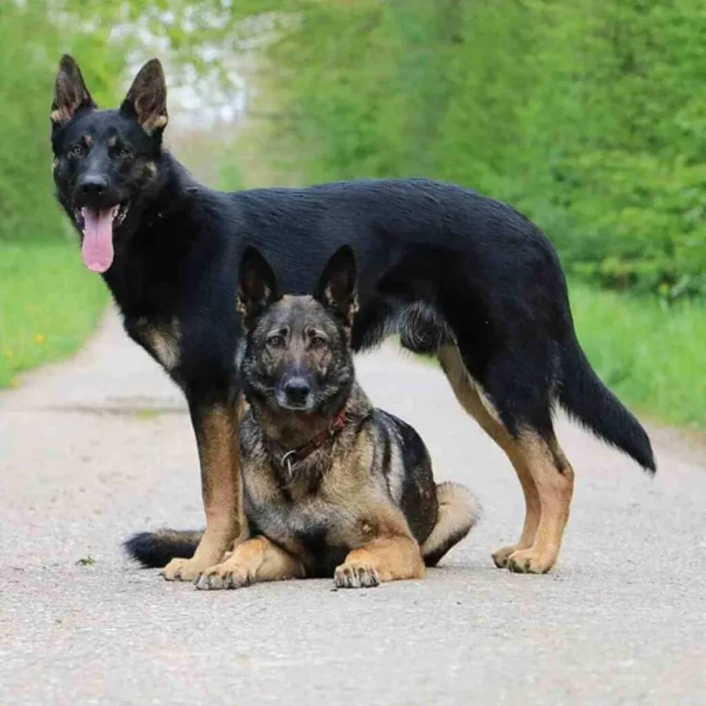 Aboiement territorial chien