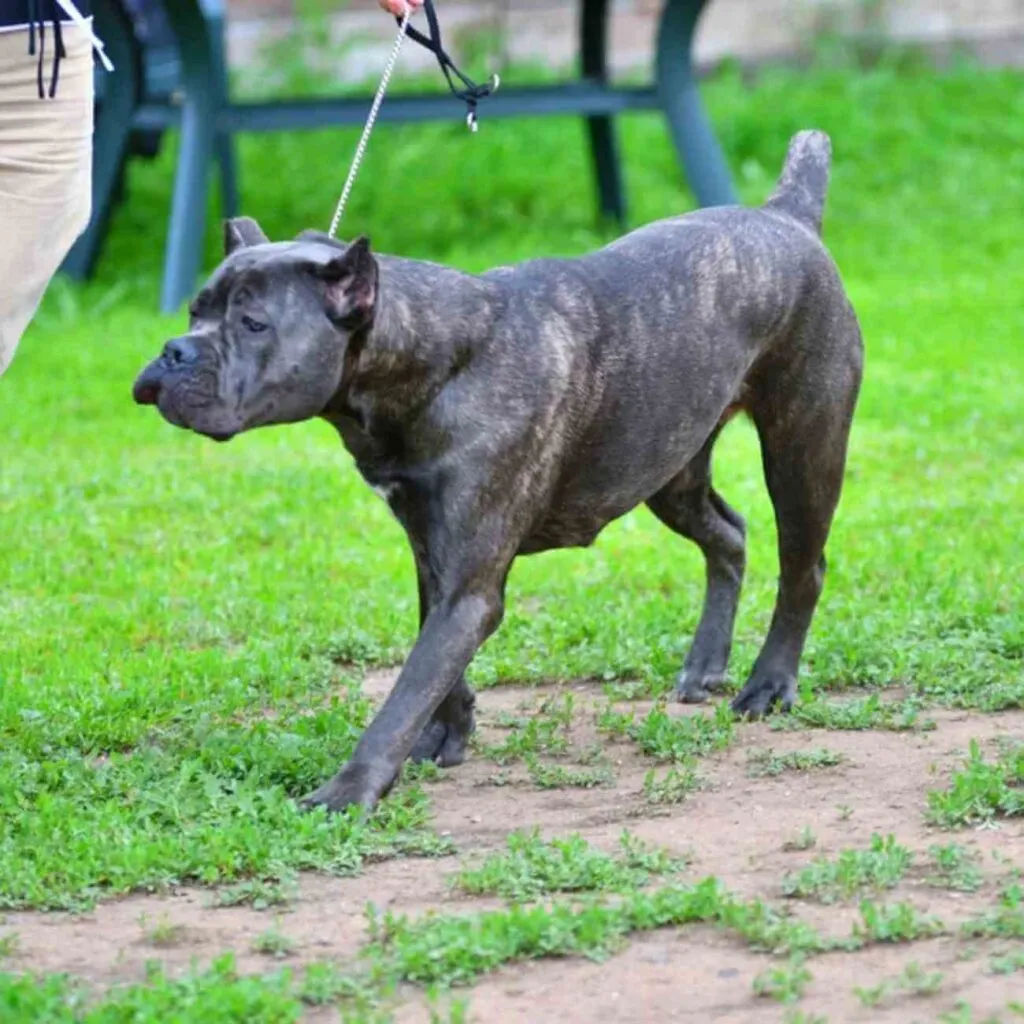 Aboiement territorial chien