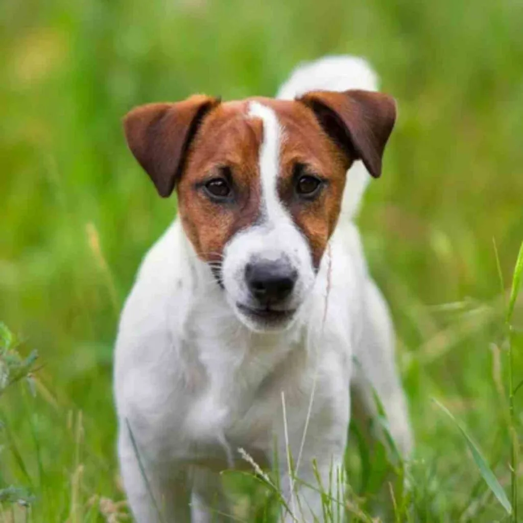 Aboiement territorial chien
