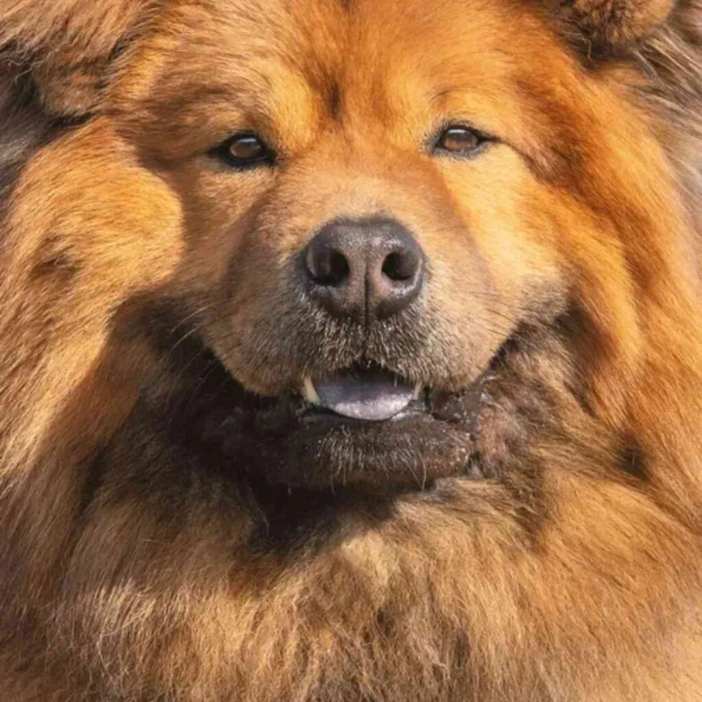 Aboiement territorial chien