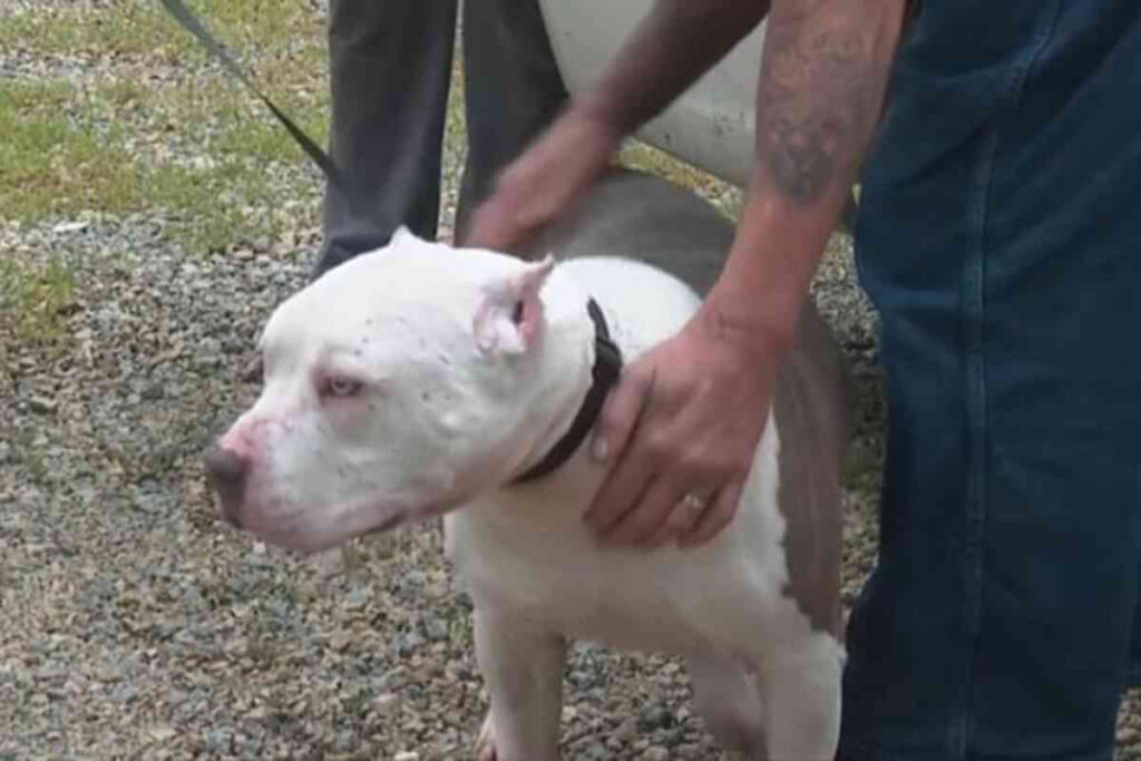 Un chien prénommé Clyde, autrefois malade et abandonné, tenu dans les bras de sa nouvelle adoptante.