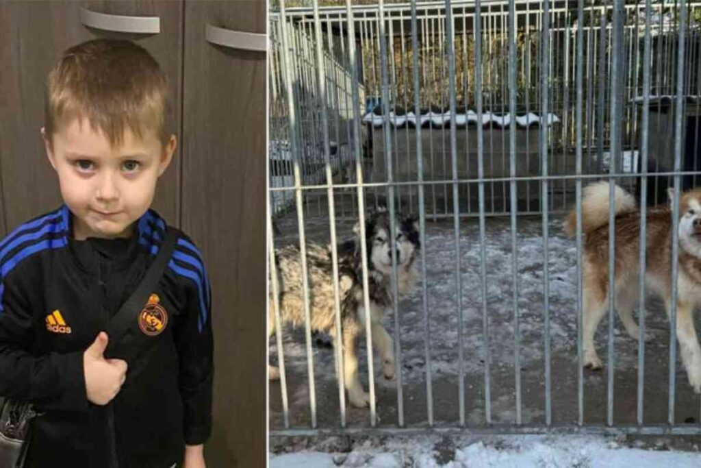 Clôture en métal entourant une cour extérieure dans un élevage familial, avec des chiens de race Malamute visibles à l’arrière-plan. L’environnement est rural, avec des bâtiments en arrière-plan et un ciel gris.