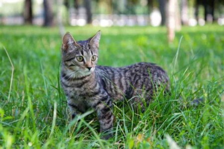 Un chat tigré dans un jardin, potentiellement exposé au virus H5N1, responsable de la grippe aviaire.