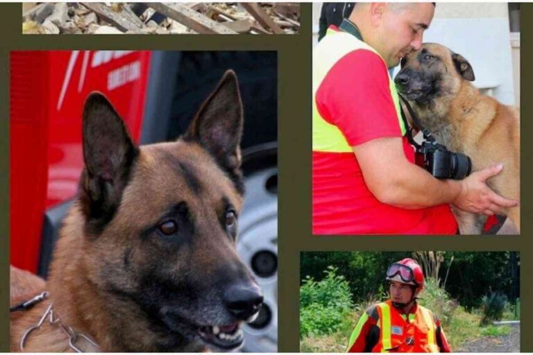 Guccy, le chien héros du SDIS 28, accompagné de son maître lors d’une mission de secours. Un binôme complice et dévoué au service des vies humaines.