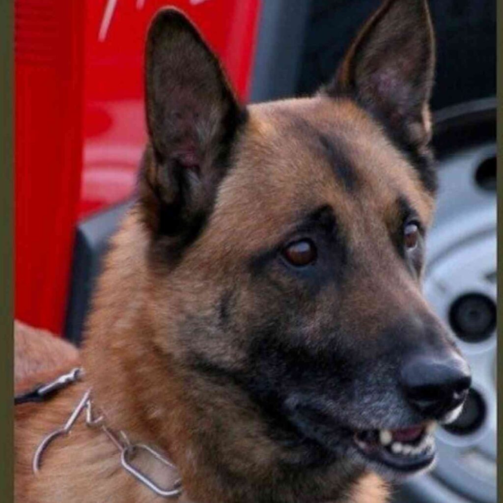 Portrait de Guccy, le chien sauveteur du SDIS 28, reconnu pour son courage et son engagement au sein des missions de secours.