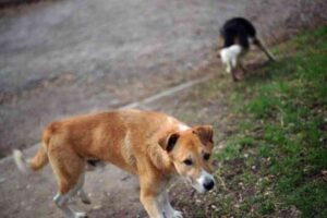 Un chien au pelage marron clair se tenant à proximité d'une route, illustrant un article sur une affaire de cruauté envers les animaux en France