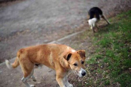Un chien au pelage marron clair se tenant à proximité d'une route, illustrant un article sur une affaire de cruauté envers les animaux en France