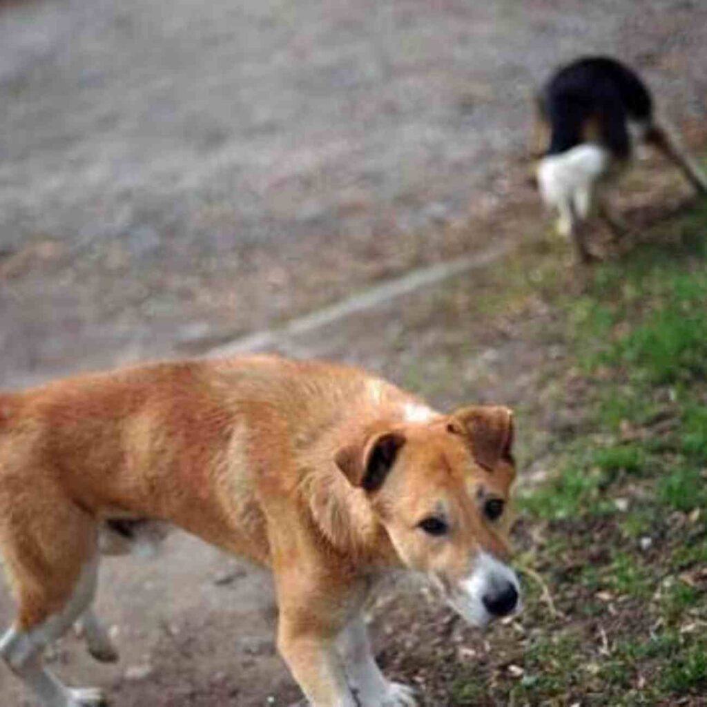 Un chien au pelage marron clair se tenant à proximité d'une route, illustrant un article sur une affaire de cruauté envers les animaux en France