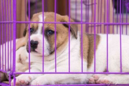 Chiot enfermé dans une cage lors d'un salon animalier, illustrant les conditions stressantes dénoncées par les défenseurs des animaux.