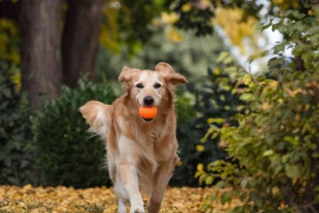 Un chien sautant joyeusement pour attraper un frisbee dans un parc verdoyant, entouré d'arbres et de fleurs, symbolisant le bien-être animal.