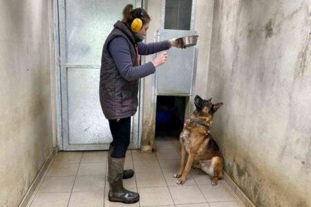 Yago, un malinois de 11 ans en attente d'adoption a la SPA de Tollevast, photographie avec une salarie du refuge