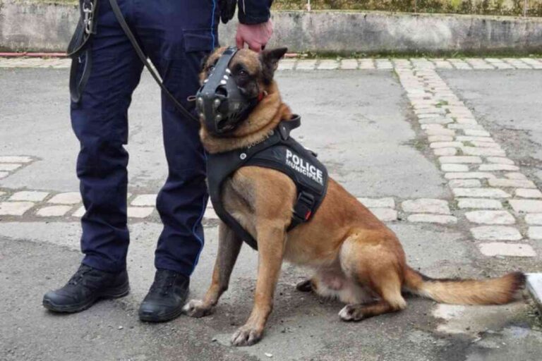 Un maître-chien de la police municipale de Nantes en plein entraînement avec son berger malinois, illustrant le lancement de la brigade cynophile